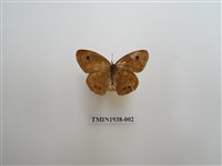 藏品(小波眼蝶)的圖片